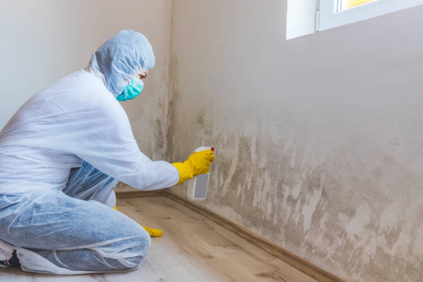 Licensed Mold Remediation service in Springfield, VA - 24 Hour Mold Removal