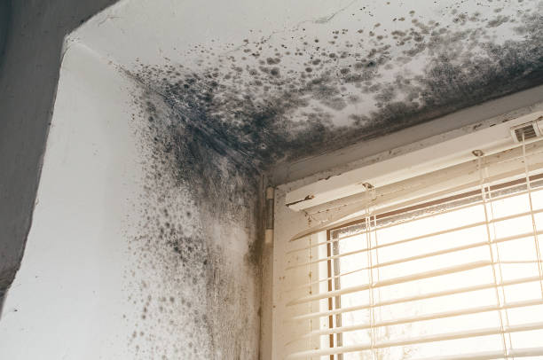 Affordable Mold Remediation solutions in Springfield, VA