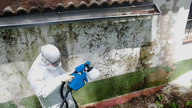 Top rated local Mold Remediation specialists in Springfield, VA